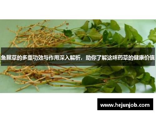 鱼腥草的多重功效与作用深入解析，助你了解这味药草的健康价值